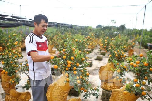 Quất, bưởi Văn Giang sẵn sàng cho Tết Nguyên đán Canh Tý 2020