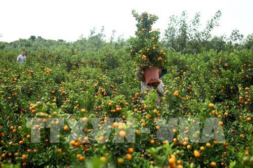 Quất, bưởi Văn Giang sẵn sàng cho Tết Nguyên đán Canh Tý 2020