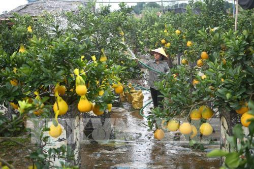 Quất, bưởi Văn Giang sẵn sàng cho Tết Nguyên đán Canh Tý 2020