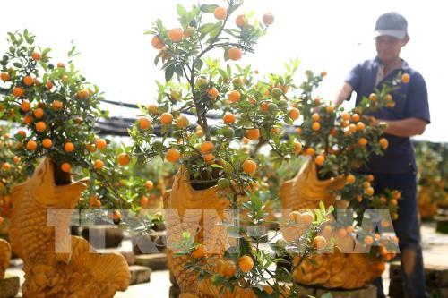 Quất, bưởi Văn Giang sẵn sàng cho Tết Nguyên đán Canh Tý 2020