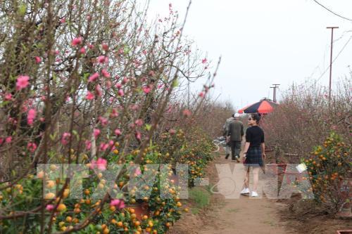 Hà Nội: Thị trường đào, quất nhộn nhịp đón Tết Canh Tý 2020