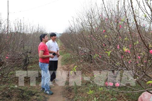 Hà Nội: Thị trường đào, quất nhộn nhịp đón Tết Canh Tý 2020