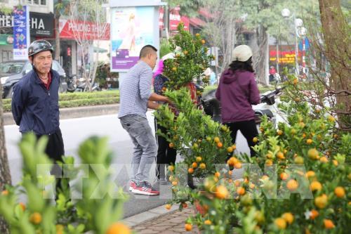 Hà Nội: Thị trường đào, quất nhộn nhịp đón Tết Canh Tý 2020
