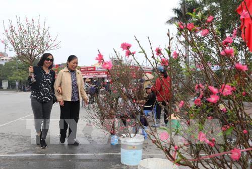 Hà Nội: Thị trường đào, quất nhộn nhịp đón Tết Canh Tý 2020