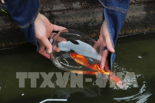 Thả cá chép ngày ông Táo - nét đẹp văn hóa của người Việt