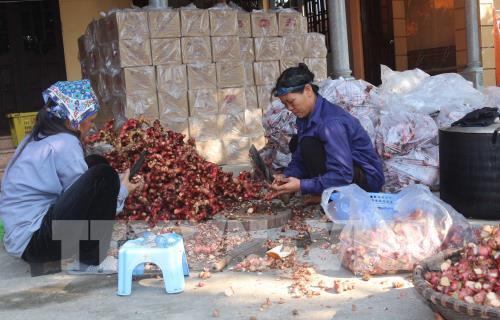 Làng Nhân Hậu kho cá ngày giáp Tết