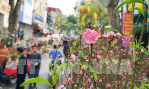 Chợ hoa truyền thống Hàng Lược (Hà Nội)