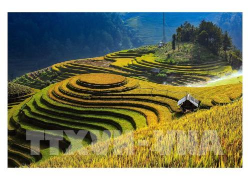 Ruộng bậc thang Mù Cang Chải