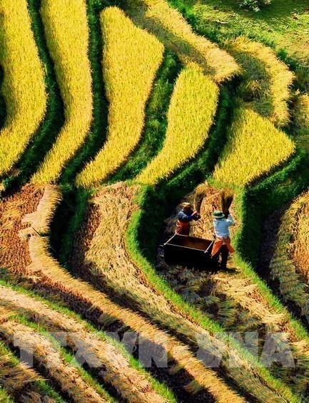 Ruộng bậc thang Mù Cang Chải