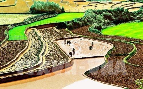 Ruộng bậc thang Mù Cang Chải