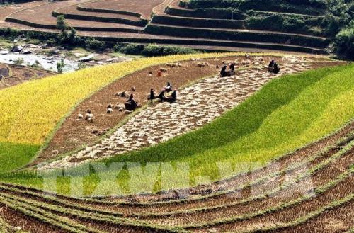 Ruộng bậc thang Mù Cang Chải