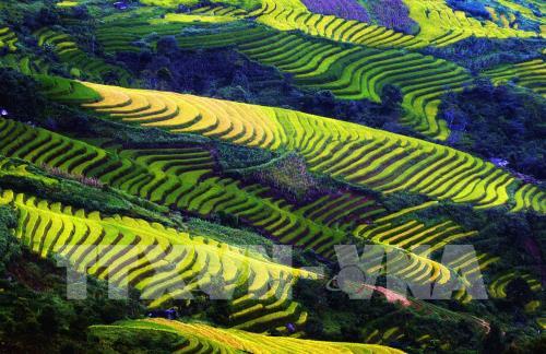 Ruộng bậc thang Mù Cang Chải