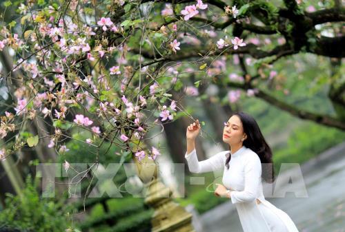 Dịu dàng mùa hoa ban tháng 2