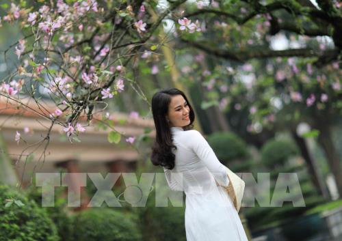 Dịu dàng mùa hoa ban tháng 2