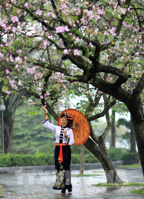 Dịu dàng mùa hoa ban tháng 2