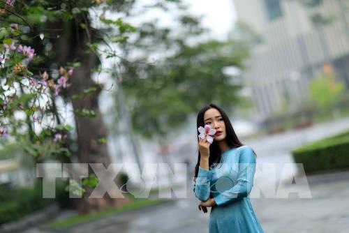 Dịu dàng mùa hoa ban tháng 2