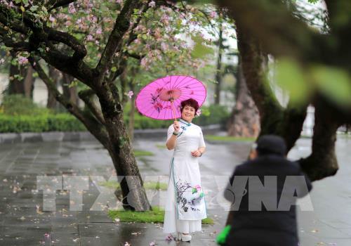 Dịu dàng mùa hoa ban tháng 2