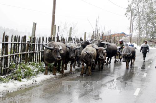 Dự báo thời tiết hôm nay 9/1: Bắc Bộ xuất hiện rét đậm rét hại