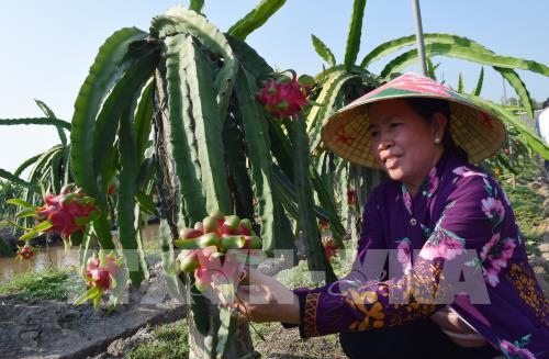 Vĩnh Phúc đẩy mạnh ứng dụng khoa học kỹ thuật vào sản xuất nông nghiệp