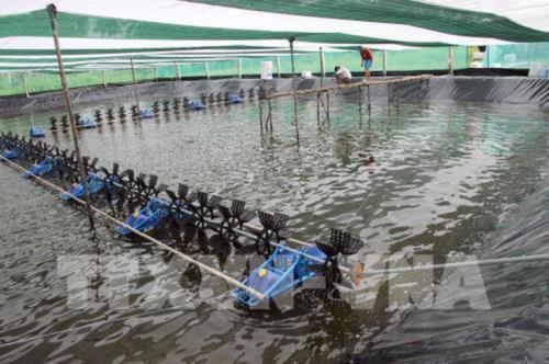 Vì sao diện tích nuôi trồng thủy sản bị thiệt hại tăng trên 2 lần?