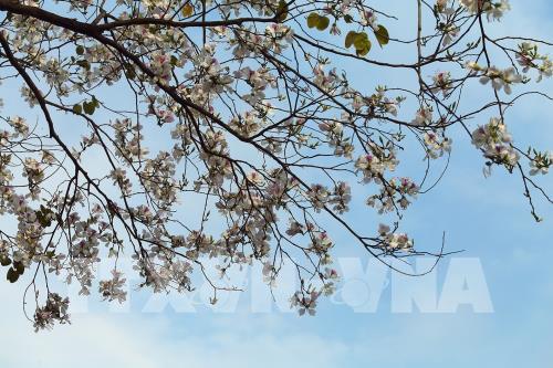 Sắc hoa Ban vùng cao Tây Bắc