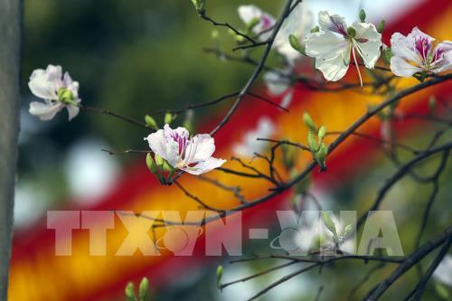 Sắc hoa Ban vùng cao Tây Bắc