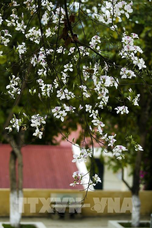 Sắc hoa Ban vùng cao Tây Bắc