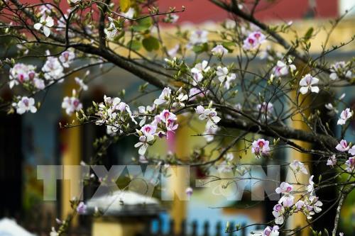 Sắc hoa Ban vùng cao Tây Bắc