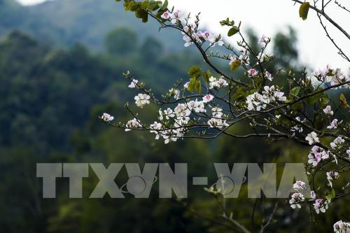 Sắc hoa Ban vùng cao Tây Bắc
