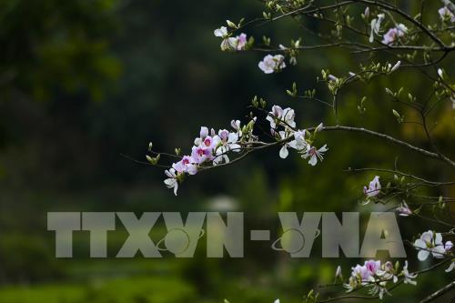Sắc hoa Ban vùng cao Tây Bắc