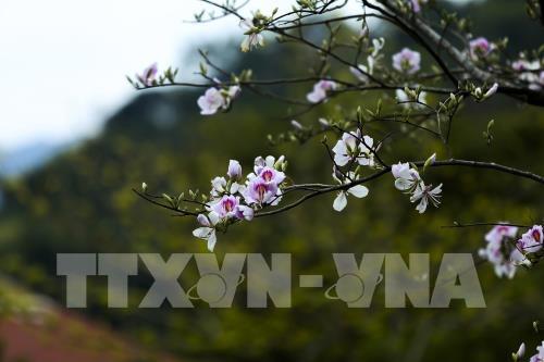 Sắc hoa Ban vùng cao Tây Bắc