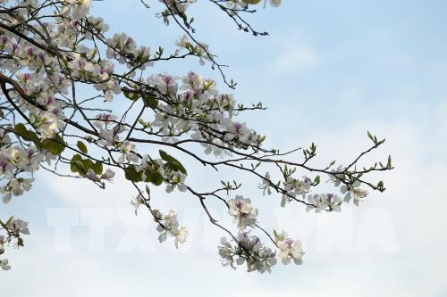 Những điểm check-in hoa ban tại Hà Nội