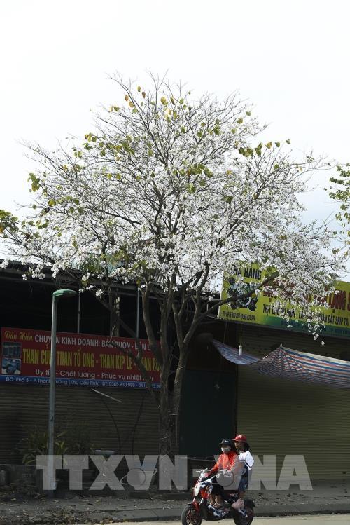 Sắc hoa Ban vùng cao Tây Bắc