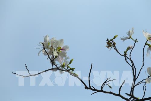 Sắc hoa Ban vùng cao Tây Bắc