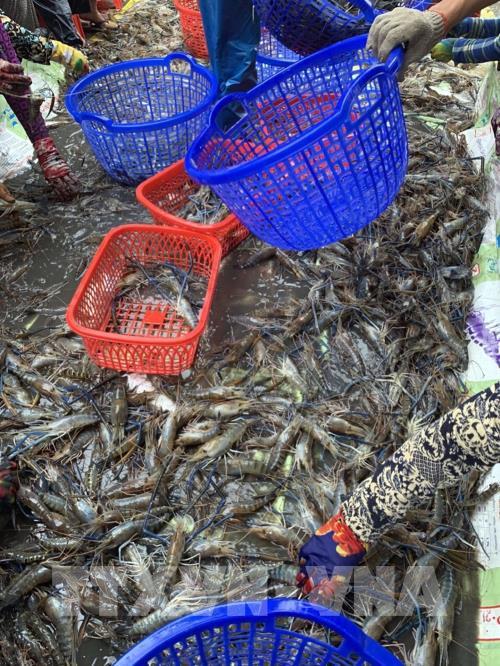 Giá nhiều loại thủy sản ở Trà Vinh giảm