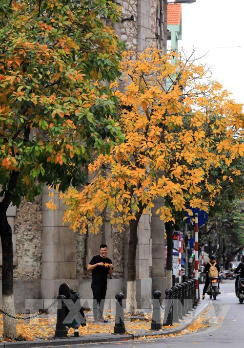 Hà Nội mùa cây thay lá