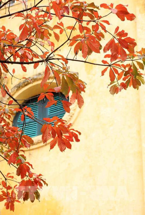 Hà Nội mùa cây thay lá