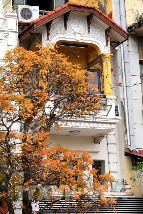 Hà Nội mùa cây thay lá