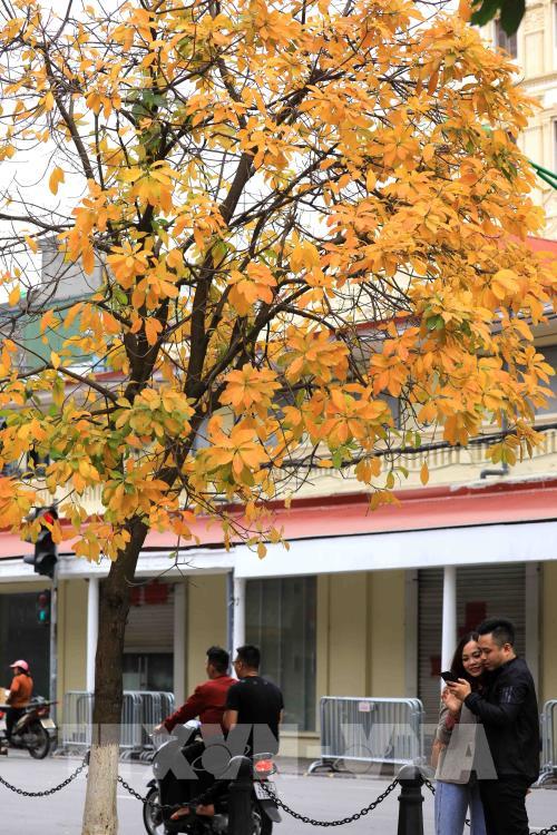 Hà Nội mùa cây thay lá