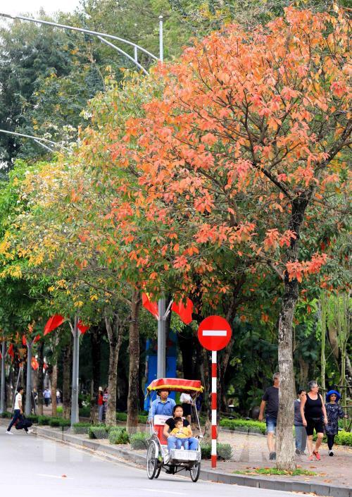 Hà Nội mùa cây thay lá