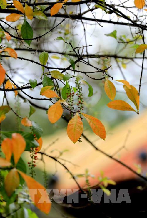 Hà Nội mùa cây thay lá