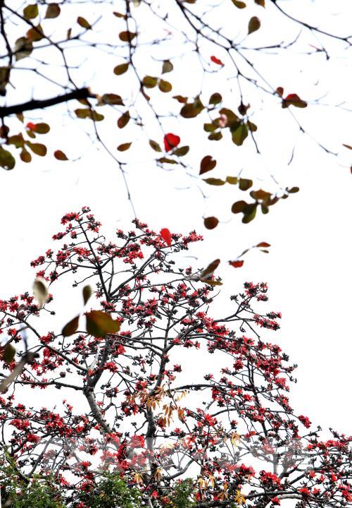 Hà Nội mùa cây thay lá