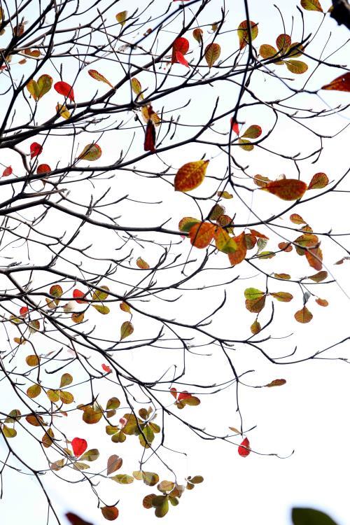 Hà Nội mùa cây thay lá