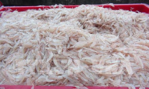 Ngư dân Bình Định trúng đậm ruốc biển dịp cuối năm​