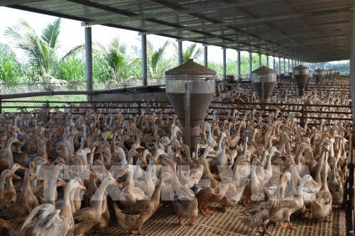 Đồng Tháp phát triển chăn nuôi vịt an toàn sinh học