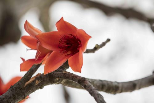 Tháng ba hoa gạo nở