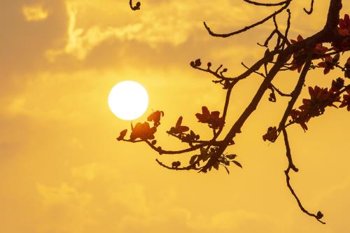 Tháng ba hoa gạo nở