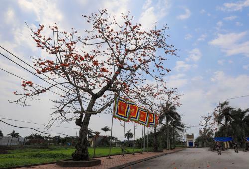 Tháng ba hoa gạo nở