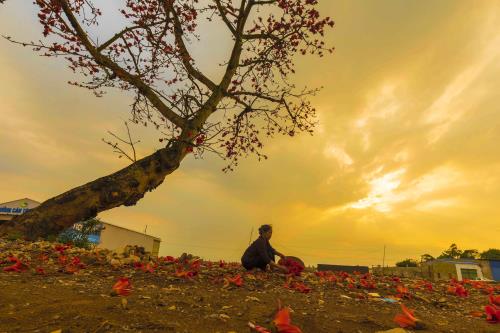 Tháng ba hoa gạo nở