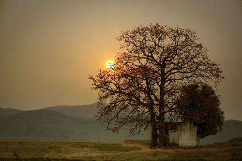 Tháng ba hoa gạo nở